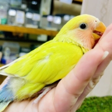 最新画像になりますよ💫☀お日様の下で育ったパッションフルーツコザたん💛💛💛　コザクラインコ　ゴールデンチェリー