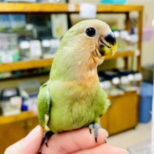 ホヤホヤ1人餌🎵最新画像になりますよ💫気丈に結構振る舞いながら〜〜〜🍀🍊🍀🍊　コザクラインコ　ノーマル