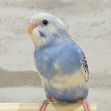 ツンデレ具合がたまらんです♡セキセイインコ(パイド)