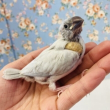 お腹いっぱい食べて元気モリモリ🌵❤︎手乗りシルバー文鳥ちゃん🕊️✨
