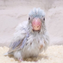 淡いカラーのちびっ子怪獣🦕マメルリハ(アメリカンホワイト) 男の子