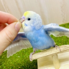 最新画像になりますよ💫カラフル🩵💙💛⇨⇨にスキ🫶💗の狙いあいあい　セキセイインコ　レインボー