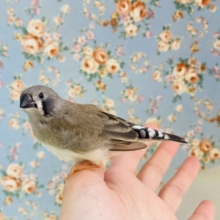 毎日が成長🕊️✨ﾅﾃﾞﾅﾃﾞｶｷｶｷ大好きです❤︎⁾⁾ 小さな手乗りキンカチョウさん🥰