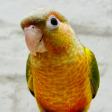 【動画更新🪄】おめめくりくりハデハデカラー🌈ウロコインコ(レッドパイナップル)