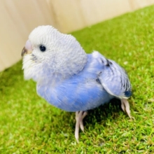 さし餌２回🌟最新画像になりますよ💫時に必死すぎるメロりん作戦🖼️🎨🌼　セキセイインコ　オパーリン