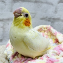 食いしん坊の甘えんぼ♡オカメインコ(ルチノーパール) ヒナ