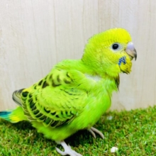 最新画像になりますよ💫☀️日向☀️に当たってふわふわり〜ん☁️☀️☀️🟢　セキセイインコ　オパーリン