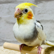 まだヒナ鳴きが止まりません♡甘ったれオカメインコ(パイド)