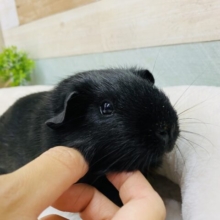 最新画像有ります⭐️真っ黒の中の茶色がチャームポイント🤎ロシアンモルモットの女の子❣️