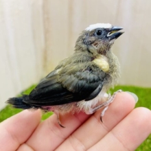 最新画像になりますよ～🎵お久しぶりのおチビちゃんズズズ💓🐦🐦　十姉妹