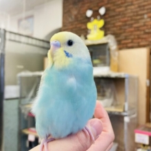 とっても懐こく元気い~っぱい🌟手乗りセキセイインコ(レインボー)さん❤︎⁾⁾