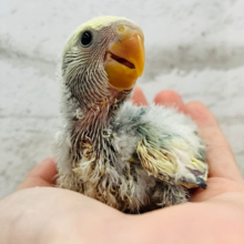 表情豊かな甘えんぼ♪コザクラインコ(ブルーチェリーパイド) ヒナ