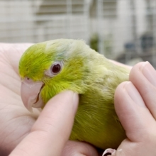 🌟最新画像🌟動画あり！ かきかき大好き～💚　マメルリハインコ(グリーンファロー)