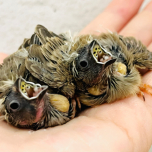 わた毛ぱやぱや兄弟🐣🐣キンカチョウ ヒナ