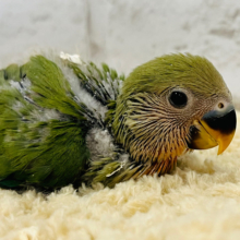 おおきくなぁれ〜！！！わた毛ちゃん🫧コザクラインコ(ノーマル) ヒナ