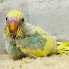 季節先取り🏖元気カラー💛セキセイインコ(パステルカラーレインボーパイド) ヒナ