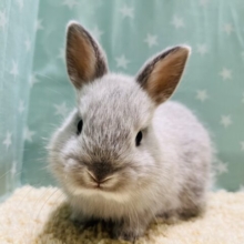 【動画更新🪄】好奇心旺盛ボーイ♪ネザーランドドワーフ(ライラック) 男の子