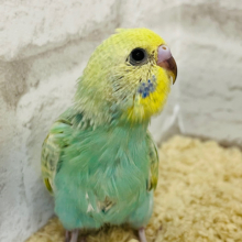 春の季節にピッタリカラー💐セキセイインコ(パステルカラーレインボー) ヒナ