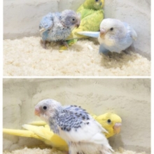 お気に入りの子を探してね♡セキセイインコ ヒナ