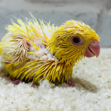 ビビットカラーのレモン色🍋サザナミインコ(ルチノー) ヒナ