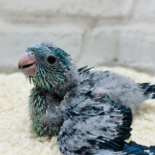 宝石みたいな輝き✨サザナミインコ(ターコイズブルー) ヒナ