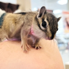 キュートフェイス♡動く天使♡シマリス(女の子)