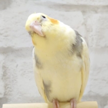 動画あり☆　表情豊かな可愛い子♡オカメインコ(パイド)
