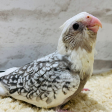 背中のパール模様、オシャレでしょ？✨オカメインコ(WFパールパイド) ヒナ