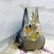 ジャージャー鳴きでアピールです♡オカメインコ(ノーマル) ヒナ