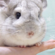 むっちりぼでぃはいかが？♡チンチラ(パイド) 男の子