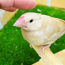 画像更新☆ちゅるんちゅるん🎶シナモン文鳥さんです☆