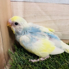 青空のようなお色が可愛すぎますッ😍セキセイインコのパステルレインボーパイド！！