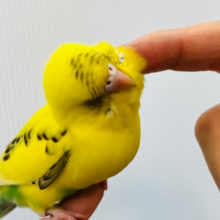 【最新画像更新🪄あと1羽です‪☆】セキセイちびーず大集合‪☆‪☆‪☆セキセイインコ ヒナ