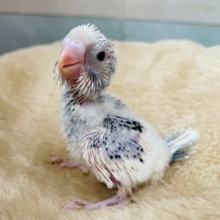 ウブウブで激カワなヒナさんです💕セキセイインコのパイド！！
