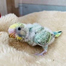 輝くようなグリーンの体が素敵です🤩セキセイインコのパステルカラーレインボー！！