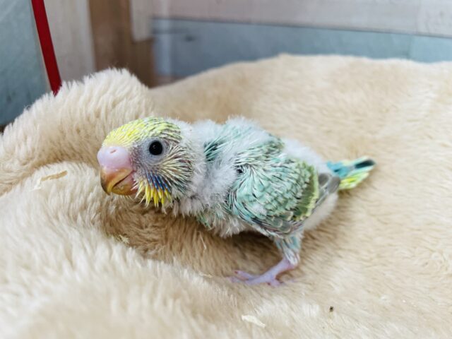輝くようなグリーンの体が素敵です🤩セキセイインコのパステルカラーレインボー！！