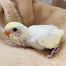 可愛いクリームカラーのたまごちゃん🐣セキセイインコのクリーム！！