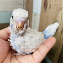 どこまで大きくなれるかな？？ジャンボセキセイインコのウイング系！！