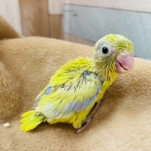 ぱっちりおめめのちびかいじゅー👀マメルリハインコのアメリカンイエロー！！