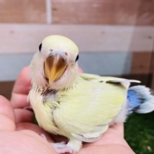 最新画像あります✨明るく優しいお色ですぅ〜♪コザクラインコのシナモン系！！