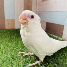 最新画像あります⭐️お色も心もピュアなんです❤️オカメインコピュアホワイト⭐️