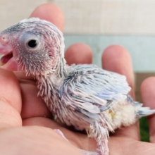 元気いっぱい⭐️やんちゃボーイ🩵マメルリハインコのアメリカンホワイト！！
