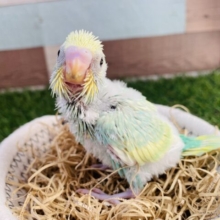 明るいグリーンが可愛すぎますっ😍セキセイインコのパステルカラーレインボー！！