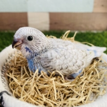 グレーの模様が美しすぎるビューティーちゃん✨セキセイインコのスパングル！！