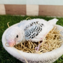 青✖️白✖️黒の可愛すぎるカラー❣️セキセイインコのパイド！！