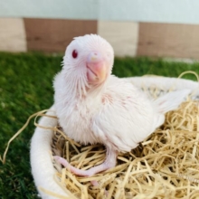 宝石のように輝く赤い目が綺麗すぎます✨セキセイインコのアルビノ！！