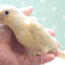 中、大型インコフェア☆　動画あり☆　【最新画像更新🪄】一度見たら忘れられない♡ウロコインコ(ムーンチーク) ヒナ