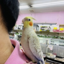 最新画像あります⭐️ベタ馴れ❣️ヒナ餌卒業‼️まだ小さくまるまる体型が可愛いんです😍オレンジチークが濃いめのオカメインコ（シナモンパール）🧡