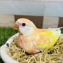 薄めのピンクがトニカクカワイイ😍アキクサインコのルチノー！！