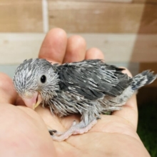 ブラック✖️ガ✖️オシャレ😎マメルリハインコのブラックモーブ！！